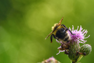 a bee collects honey on a thistle