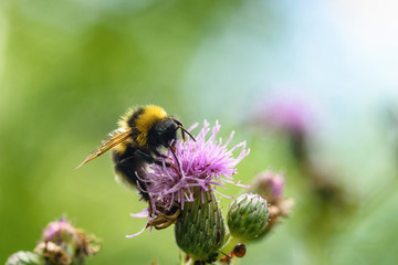 a bee collects honey on a thistle