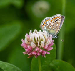 common blue butterfly