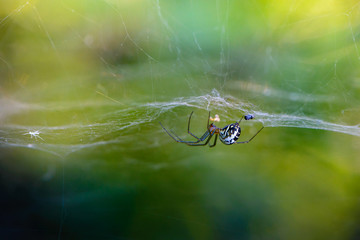 Spider with long paws