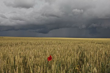 Paysage