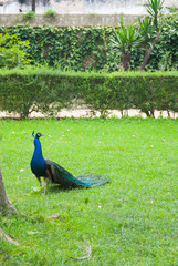 Obraz premium blue peacock on green background walking through a park