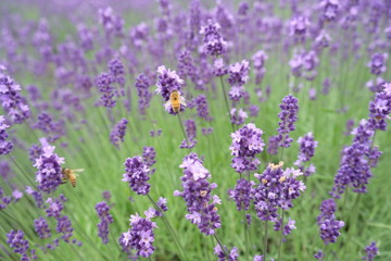 Close up of fresh lavender flowers with bees in Furano, Hokkaido, Japan