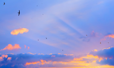 Barn swallow birds over sunrise sky background