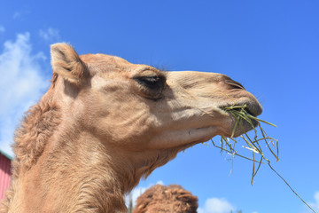 Dromedary Camel Munching on a Bunch of Hay