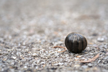 short millipede is keep its body in shell like a ball after touching by human