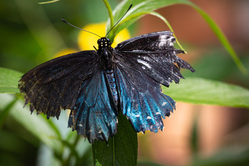 Butterfly on Flower