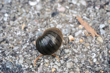 short millipede is keep its body in shell like a ball after touching by human