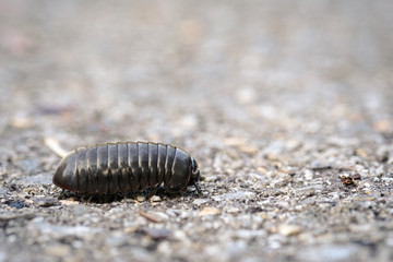 Close-up of a Millipede on the Ground