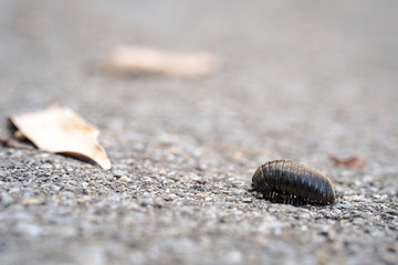 short millipede keep moving for its adventure