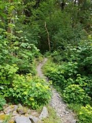 Fototapeta premium Windy path on which to get lost through Olympic National Park in Washington