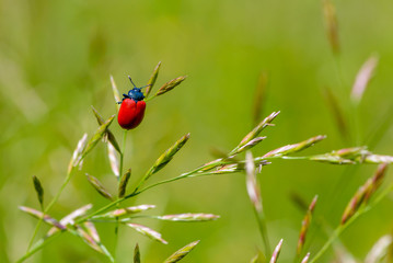 Bright red beetle on  grass