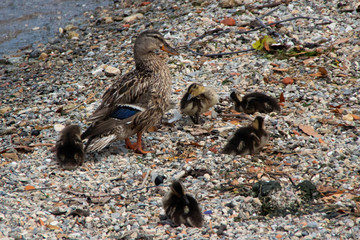 Duck with babies
