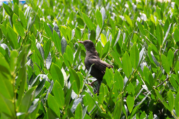 Bird between leaves