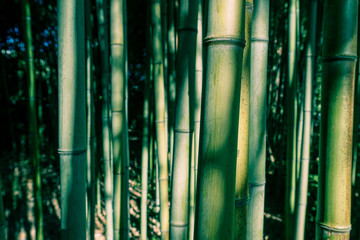 bamboo forest in the sun