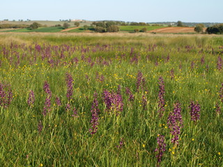 flores silvestres moradas