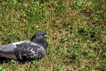 Bird on grass