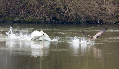 A swan is hunting a goose in the water