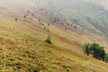 Fototapeta premium beautiful view of trees and hills at mountains, summer wallpaper, travel explore concept