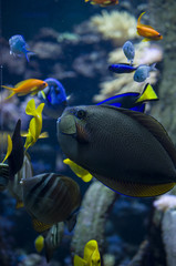 Underwater Scene With Coral Reef And Tropical Fish