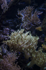 Fototapeta na wymiar Underwater Coral Reef