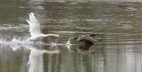 A swan is hunting a goose in the water. The goose flies over the water. The swan tries to follow the goose.