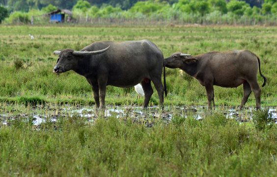 buffalo 