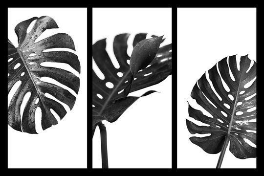 Fototapeta Monstera deliciosa or swiss cheese plant tropical leaves and water drop black and white style