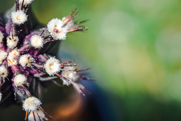 Text space with Macro close up half of the top of cactus, have some water drop on thorns and flora of it