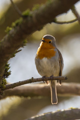 A robin sits on a branch and looks