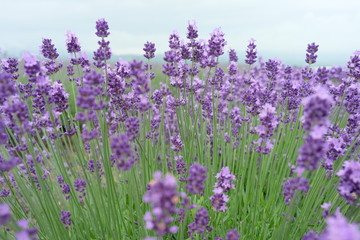 Close up of fresh lavender flowers in Furano, Hokkaido, Japan