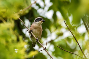 Lesser grey shrike or Lanius minor rests on branch