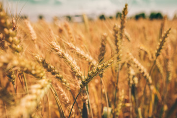 Barley crop field close up
