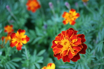 Studentenblumen blühen / Tagetes