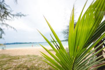 coconut leaf with background of some people on the beach
