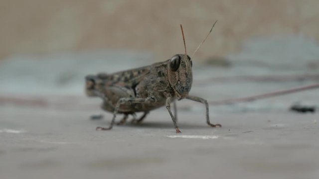 A locust is holding still while realizing that it's being filmed.
