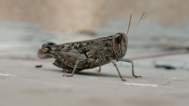 A locust is holding still while realizing that it's being filmed.