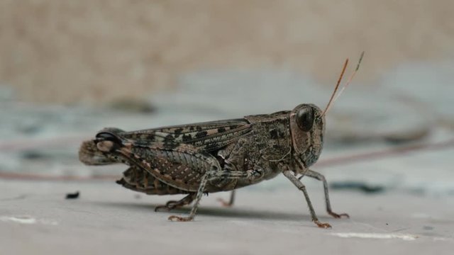 A locust is holding still while realizing that it's being filmed.