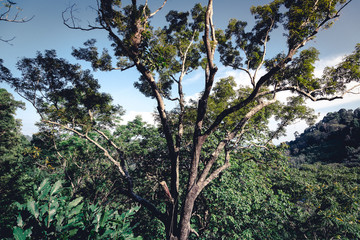 ancient big tree highest in jungle toning
