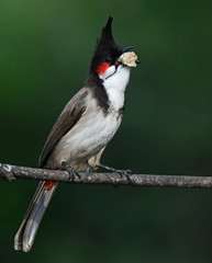Red-whiskered bulbul is about 20 centimetres in length. It has brown upper-parts and whitish underparts with buff flanks and a dark spur running onto the breast at shoulder level.