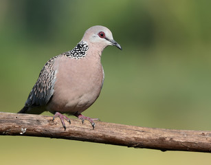 Spotted dove is long tailed buff brown with a white-spotted black collar patch on the back and sides of the neck. The tail tips are white and the wing coverts have light buff spots. 