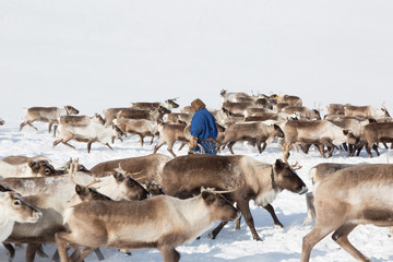 Nenets reindeer man catches reindeers on a sunny winter day © Shchipkova Elena