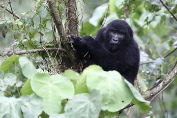 Uganda gorila kid - baby