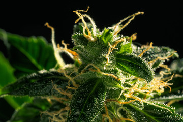 Abstract macro detail of cannabis bud with visible hairs and trichomes. Cultivation of hybrid varieties of Indica and Sativa medical universities.