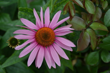 Obraz premium Purpur-Sonnenhut, Echinacea purpurea