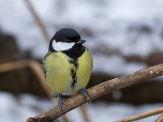 Great tit (Parus major)