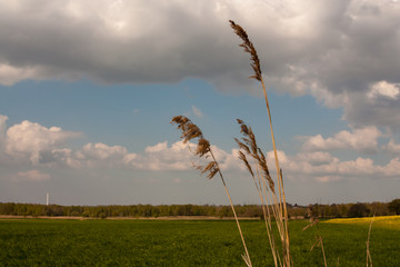 Schilfhalme im Naturschutzgebiet Boberg mit Schornstein des Kraftwerks Mümmelmannsberg im unscharfen Hintergrund.