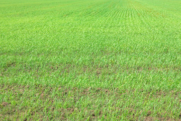 Obraz na płótnie Canvas Green wheat field background. grass texture. concept of agriculture, harvest