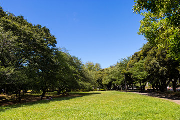 Fototapeta na wymiar Scenery of Chiba Park in Chiba city, Chiba prefecture, Japan