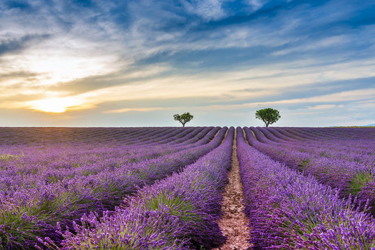 Fototapeta Champ de lavande à Valensole dans les Alpes de Haute Provence, France